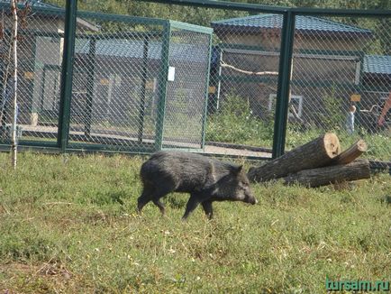 Parc exotic pe autostrada Kaluga fotografie, site, adresa, cum să obțineți