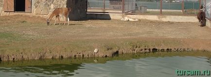 Parc exotic pe autostrada Kaluga fotografie, site, adresa, cum să obțineți