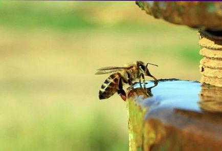 Dacă o albină a mușcat, ce să facă primul ajutor