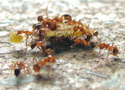 Фараонові мурахи як позбутися, засоби для боротьби