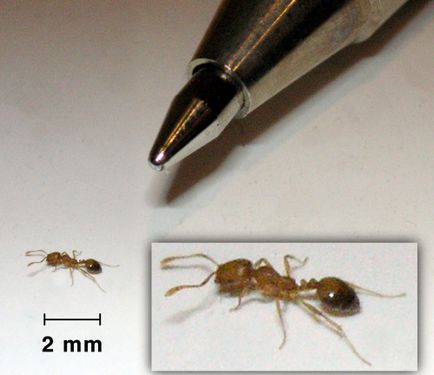 Фараонові мурахи як виглядають і як позбутися