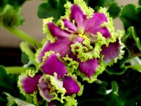 Ibolya Saintpaulia és - a különböző növények és virágok a házban (villa)