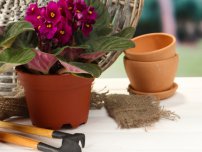 Фіалки і сенполії - різні рослини, квіти в будинку (садиба)