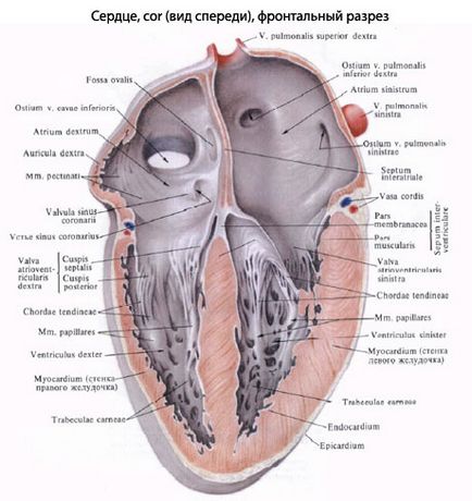 Pitvarfibrilláció formában, kezelés, EUROLAB, kardiológia