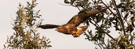 Photohunt buzzard, curte de vânătoare - excursie de pescuit de vânătoare