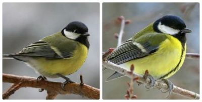 Фото птиці синичка, опис способу життя і відео про них
