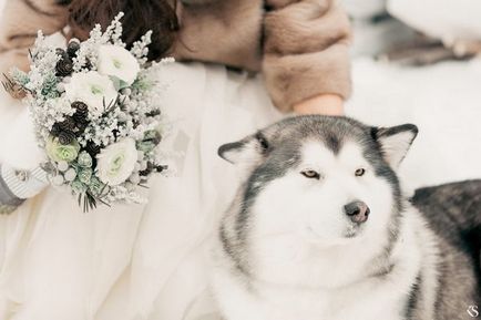 Fotografii cu Husky