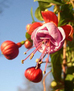 Fuchsia cum să obțineți o buchetă puternică ~ cumpărarea, plantarea și îngrijirea plantelor