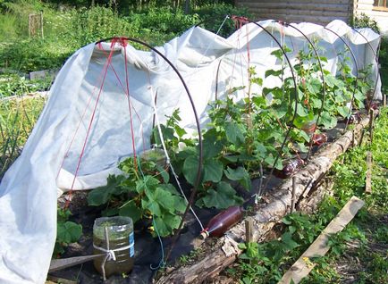 Къде по-добре да растат краставици в оранжерия или на легло на топло