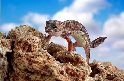 Gecko șopârlă cu multe fețe