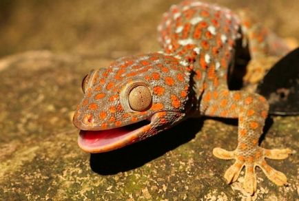 Gecko гущер много лица