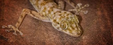 Gecko varanu nu este un cuplu