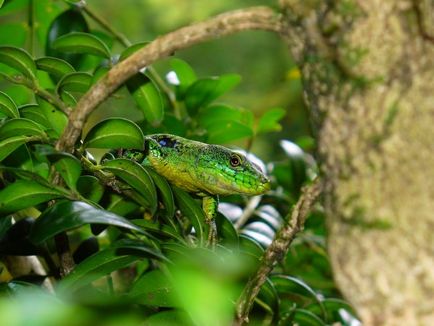 Gecko varanu nu este un cuplu