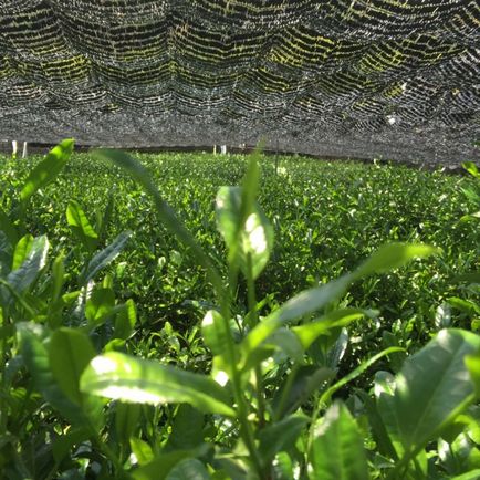 Gyokuro - cel mai bun ceai verde japonez din Japonia