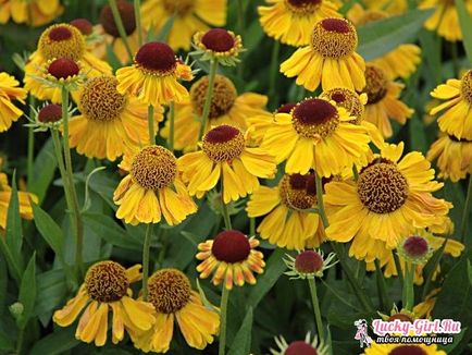 Helenium засаждане и грижи