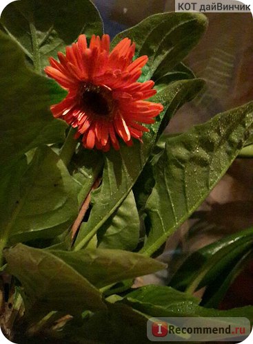 Gerbera - 