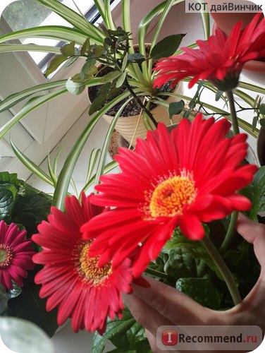 Gerbera - 