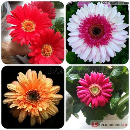 Gerbera - 