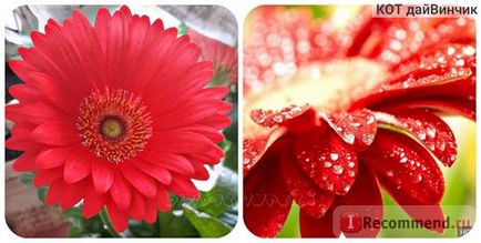 Gerbera - 