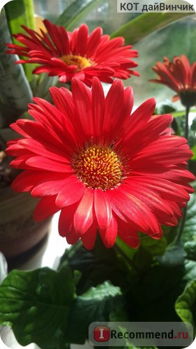 Gerbera - 