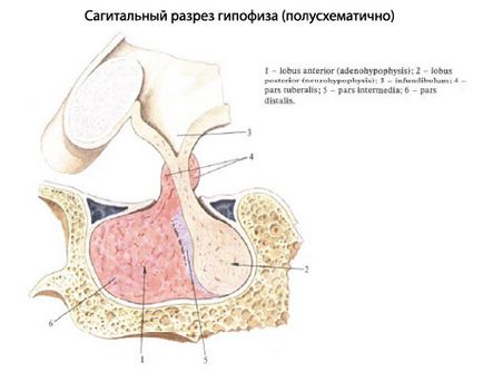 Glanda pituitară umană, anatomia glandei pituitare, structura, funcțiile, imagini pe eurolab