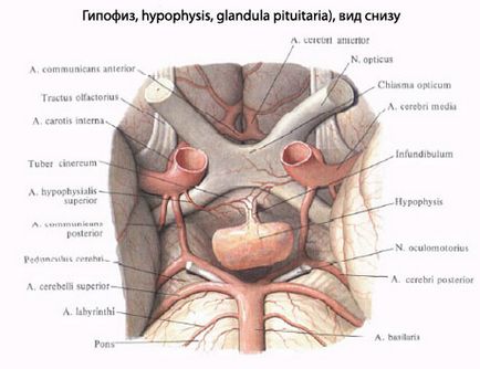 Glanda pituitară umană, anatomia glandei pituitare, structura, funcțiile, imagini pe eurolab