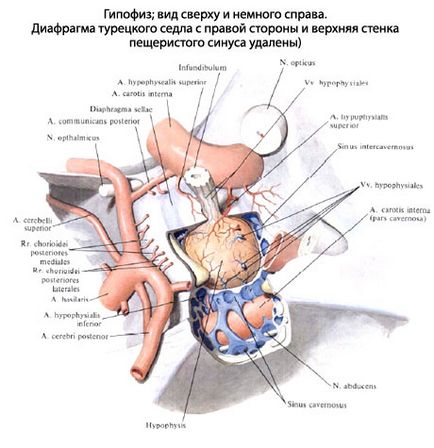 Glanda pituitară umană, anatomia glandei pituitare, structura, funcțiile, imagini pe eurolab