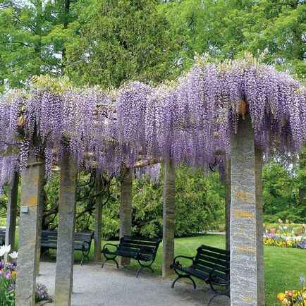 Wisteria blu mun aterizare și îngrijire