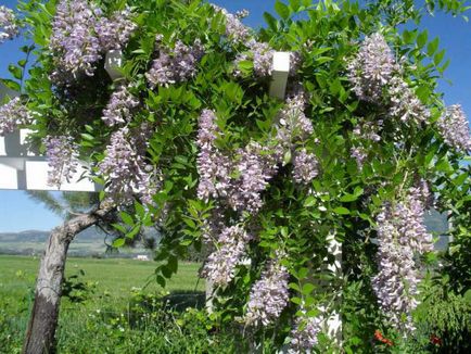 Wisteria blu mun aterizare și îngrijire