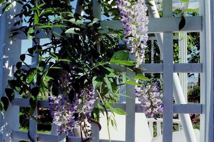 Wisteria blu mun aterizare și îngrijire