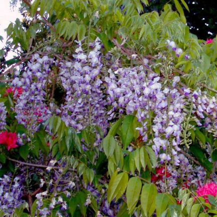 Wisteria blu mun aterizare și îngrijire