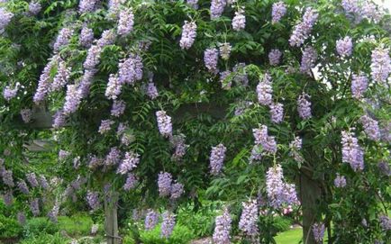 Wisteria blu mun aterizare și îngrijire