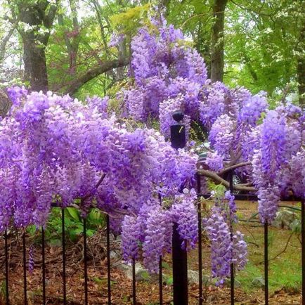 Wisteria blu mun aterizare și îngrijire