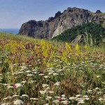 Munte chatal-kaya (pisică)