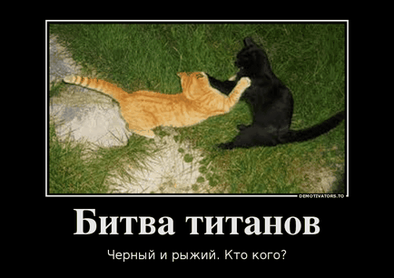 Ei spun că pisicile negre, trăsăturile și faptele nu sunt norocoase, pisica roșie