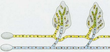 Enciclopedii de ciuperci (miceliul răspândit în sol) Enciclopedii de ciuperci