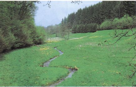 Enciclopedii de ciuperci (miceliul răspândit în sol) Enciclopedii de ciuperci