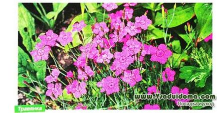 Гвоздика сорти для квітника, букета і альпінарію (опис), сайт про сад, дачі і кімнатних рослинах