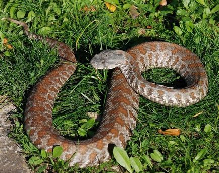 Гюрза, або Левантской гадюка (macrovipera lebetina) - світ знань