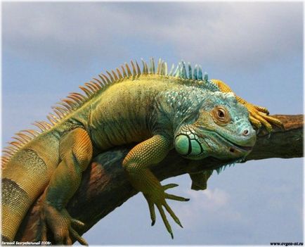 Iguanele, știința din jurul nostru