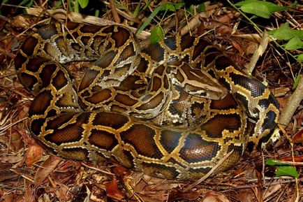 Inima python în natură și terariu