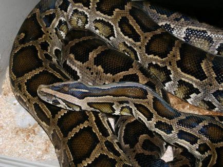 Indiai python életét a természetben és a terrárium (indiai) Indiai python életét a természetben és a terrárium