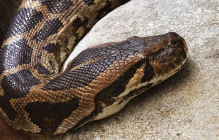 Indiai python életét a természetben és a terrárium