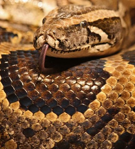 Indiai python életét a természetben és a terrárium