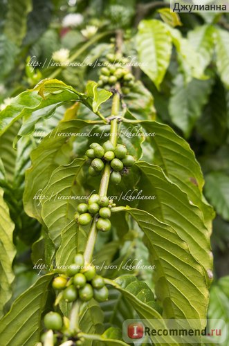 Індонезія, Балі, ферма по виробництву кави лювак (kopi luwak) i love bas agrotourism - «навіщо