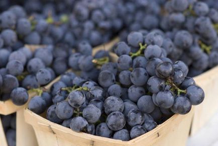 Útmutató a termelés a szőlőből készült bor otthon