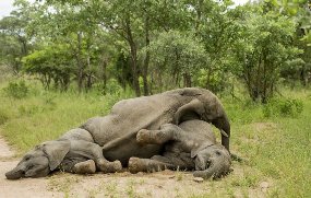 Egy érdekes tény az elefántok és az alkohol