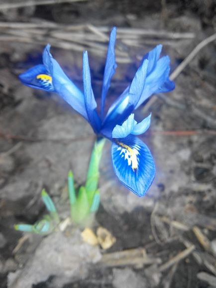 Iridodicium - net iris