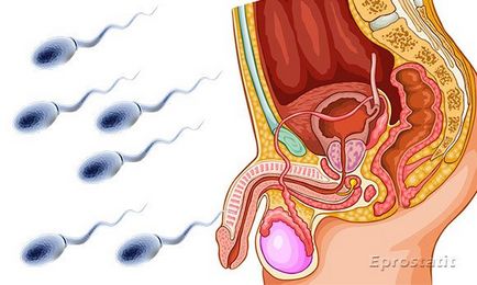 Ce ar trebui să fie spermatozoizii - volum, culoare, consistență, aciditate și alți indicatori