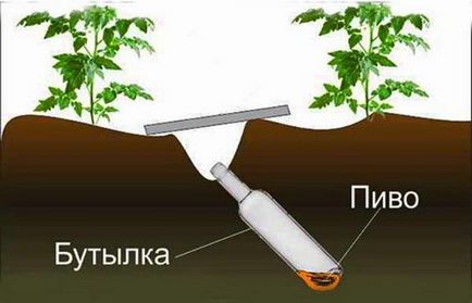 Як боротися з палею - ефективні препарати і народні засоби, хвороби і шкідники